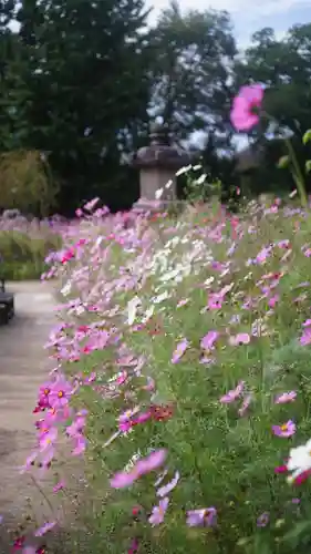 般若寺 ❁﻿コスモス寺❁(奈良県)