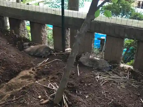 太子堂八幡神社の動物