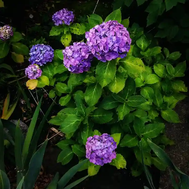 白山神社の自然