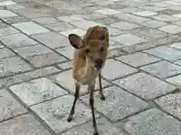興福寺の動物