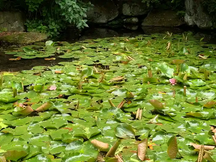 青龍山 吉祥寺の自然