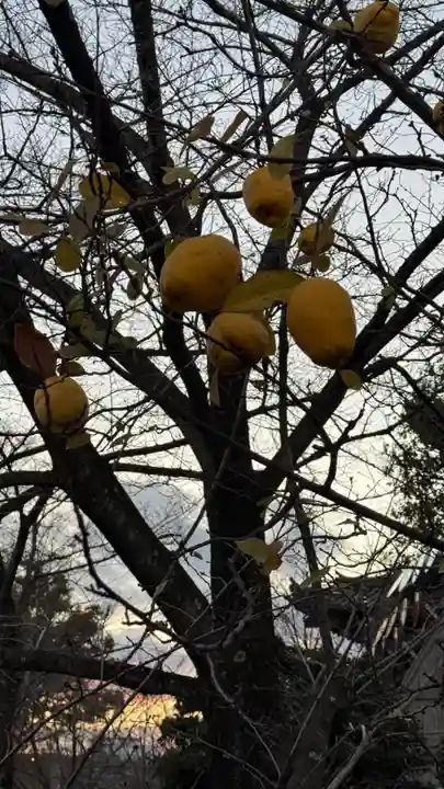 東寺(教王護国寺)(京都府)