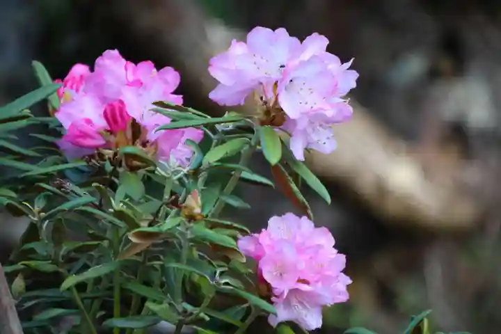 真照寺(福島県)