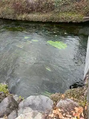 富士山本宮浅間大社(静岡県)