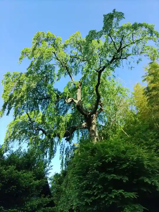 瀧桜神明宮(福島県)