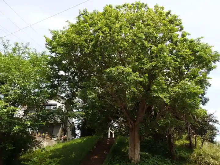 石神神社・稲荷神社の自然