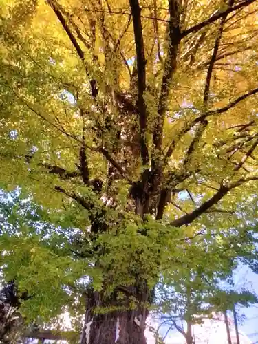 鳩森八幡神社の自然