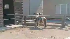 小室浅間神社の動物