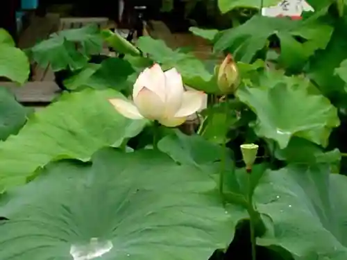 法金剛院の自然