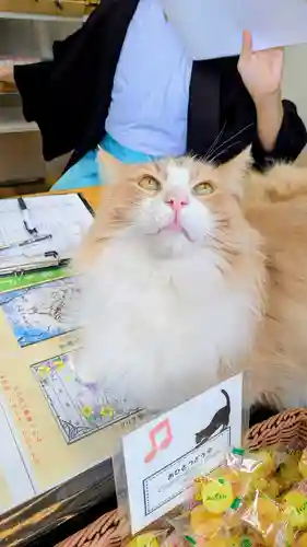 駒込妙義神社の動物