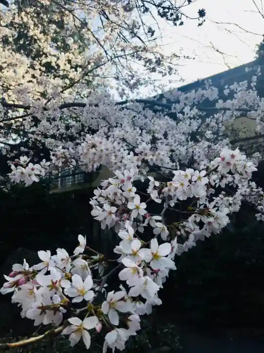 阿佐ヶ谷神明宮の自然