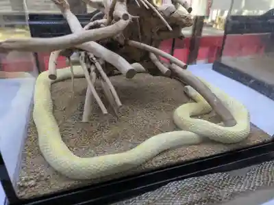 坪沼八幡神社の動物