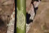 国宝 大法寺のその他建物