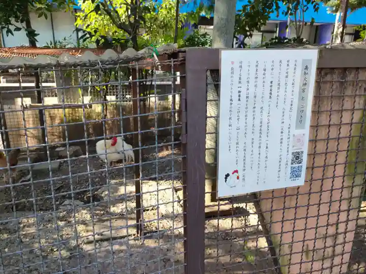 高知大神宮の動物