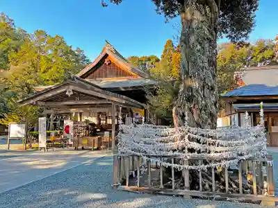 井伊谷宮の本殿・本堂