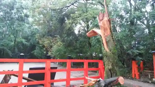 賀茂御祖神社（下鴨神社）の自然