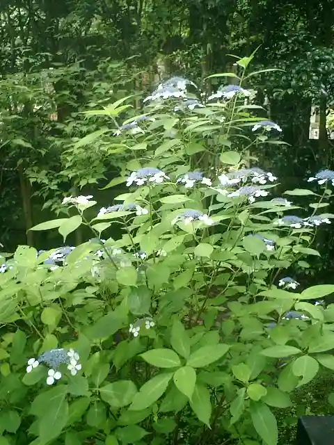 安國論寺(安国論寺)の自然