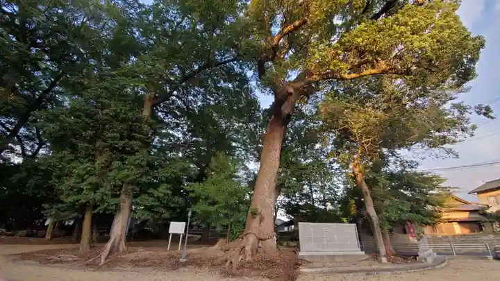 久保神社の自然
