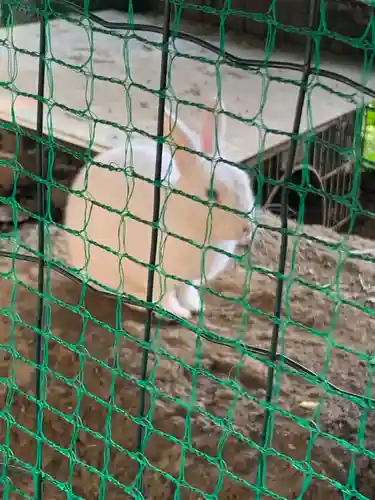 太子堂八幡神社の動物