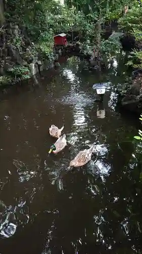 世田谷八幡宮の動物