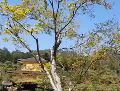 鹿苑寺（金閣寺）(京都府)