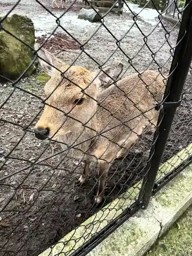 彌彦神社の動物