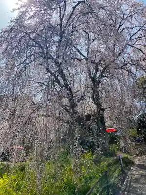 本佛寺別院　法華原の自然