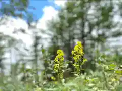 高峯神社(大室神社奥宮)(長野県)