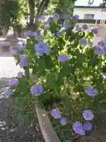 鳩森八幡神社の自然