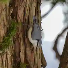 美幌神社の動物