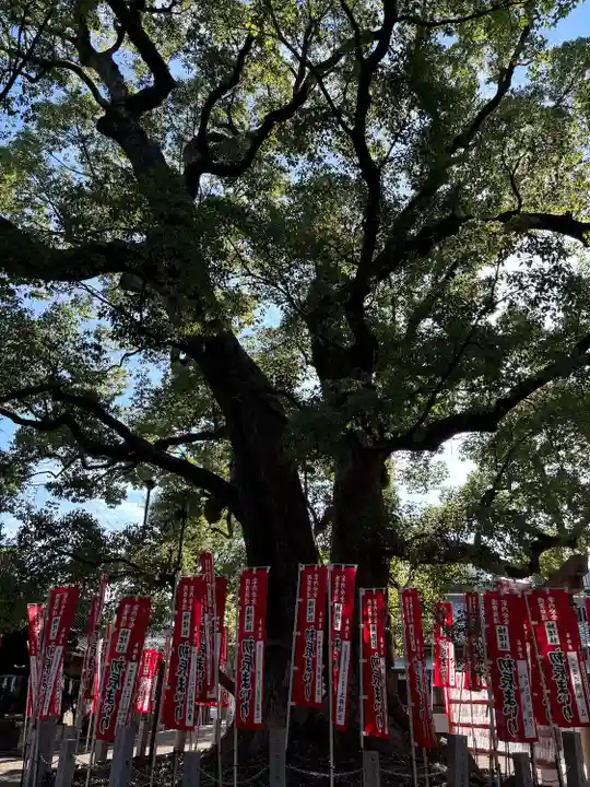 住吉大社(大阪府)
