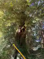 薬師如来の自然