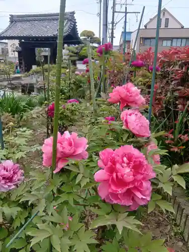 本覚寺(岐阜県)