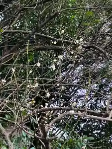 大山祇神社(福岡県)(2023年01月10日(火) 13時13分05秒投稿)