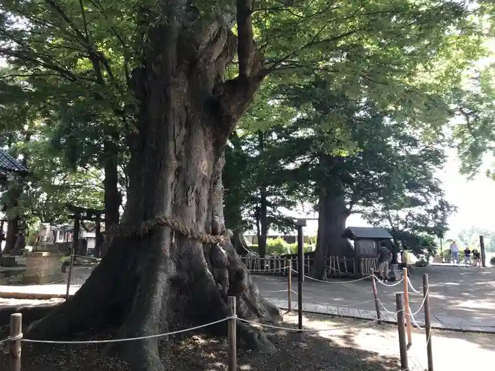 白鳥神社の自然