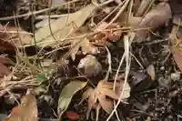 滑川神社 - 仕事と子どもの守り神の自然