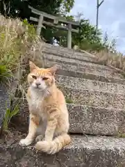 豊玉姫神社の動物