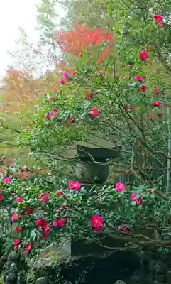 報国寺(神奈川県)
