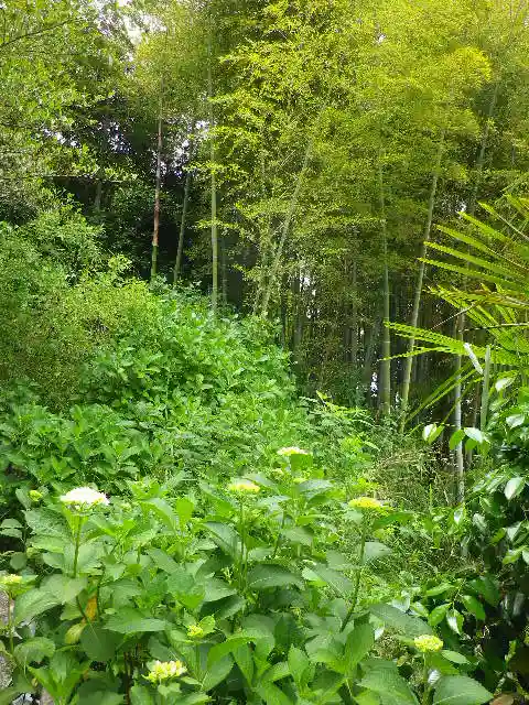 御霊神社の自然
