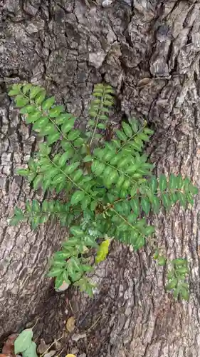 三輪神社の自然