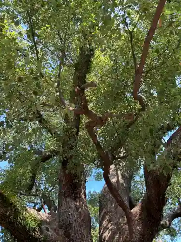 住吉大社(大阪府)