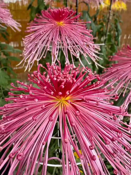 高幡不動尊 金剛寺(東京都)