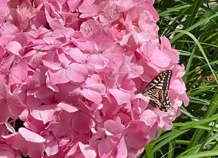 伊勢の国 四天王寺の自然