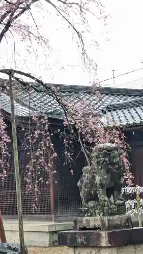 縣神社の狛犬