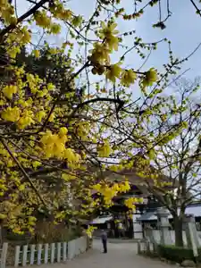 沙沙貴神社の自然(2022年01月27日(木) 14時16分32秒投稿)