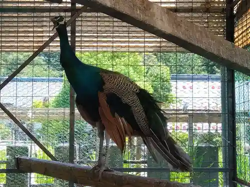 福井県護国神社(福井県)