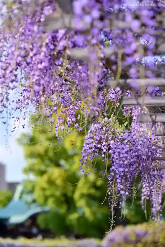 亀戸天神社の庭園