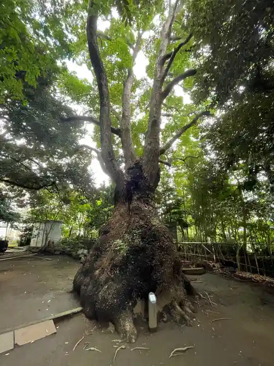 玉川神社の自然