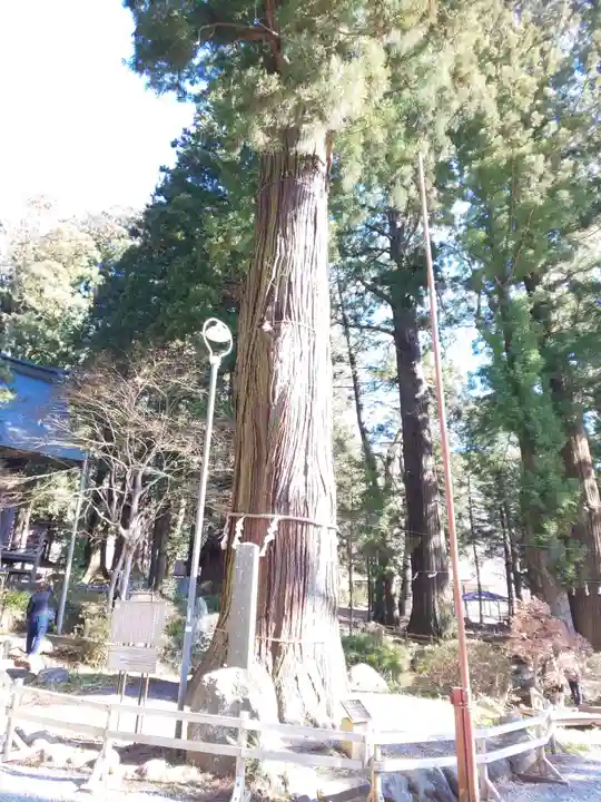 河口浅間神社の自然