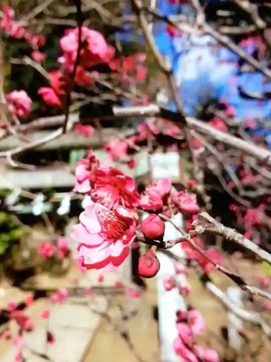 布多天神社(東京都)